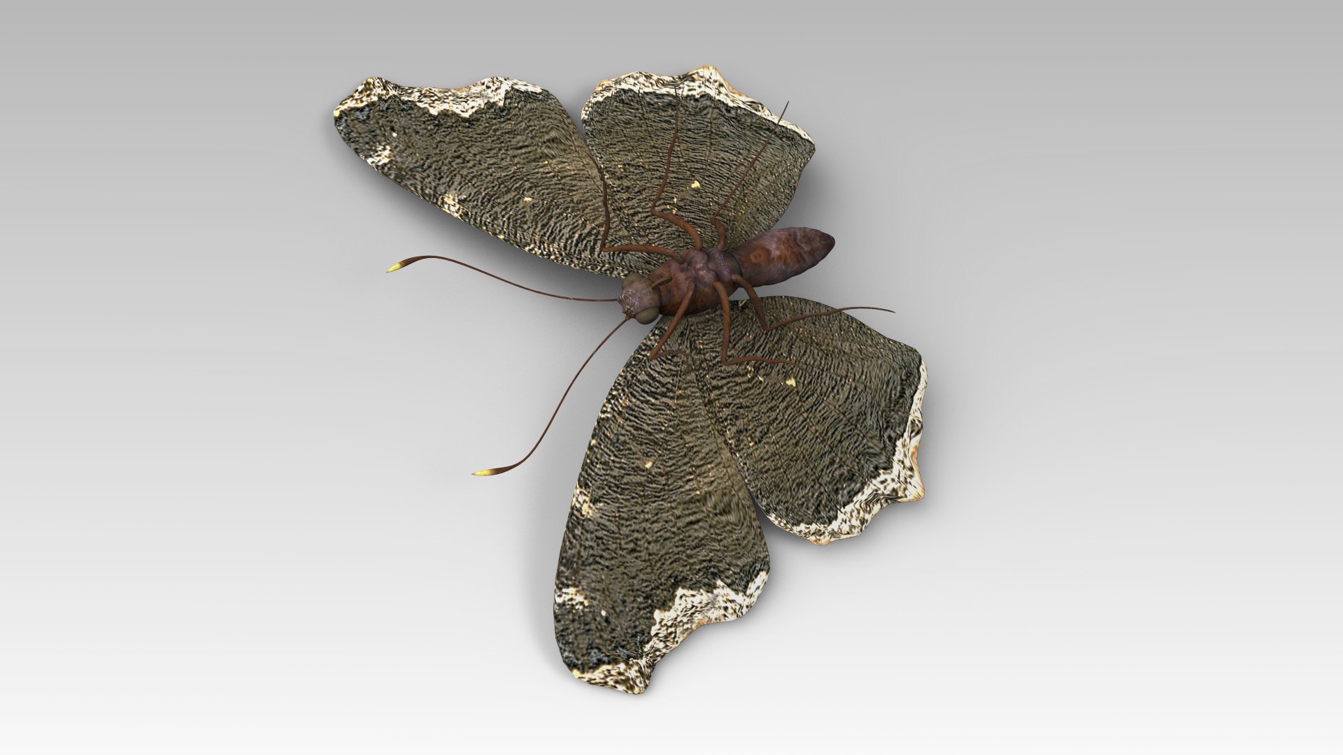 3D mourning cloak https://p.turbosquid.com/ts-thumb/bI/8sTmcL/hp/butterfly_6/jpg/1611727436/1920x1080/fit_q87/22143154d4abd953e98f627cd2177c2ecf8087f2/butterfly_6.jpg
