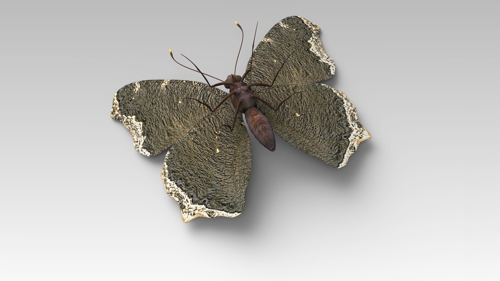 3D mourning cloak https://p.turbosquid.com/ts-thumb/bI/8sTmcL/wL/butterfly_5/jpg/1611727435/1920x1080/fit_q87/6b6ad2bbbc7e654453d00d90e02c97ee7aae81ac/butterfly_5.jpg