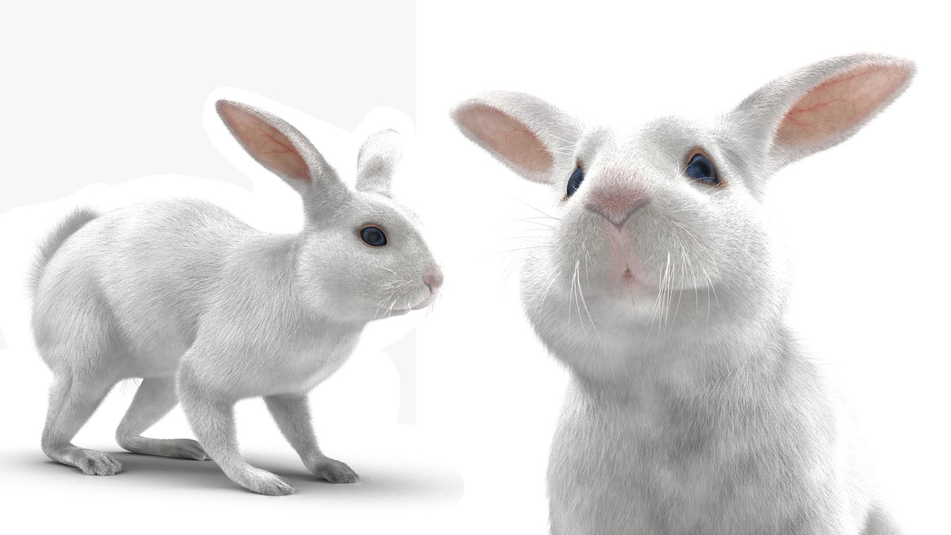 White Rabbit Rigged with Wooden Hutch Collection 3D model https://p.turbosquid.com/ts-thumb/bI/D6Uzwr/Rk/rigged_white_rabbit_with_wooden_hutch_collection_016/jpg/1771420768/1920x1080/fit_q87/a81c062ac4adbaabbebc12cdb1973a416cc32de7/rigged_white_rabbit_with_wooden_hutch_collection_016.jpg