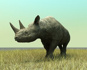 rhino ma