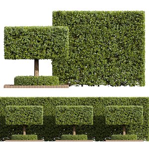 3D New Plant Ficus Concinna Bonsai Pruned11 model