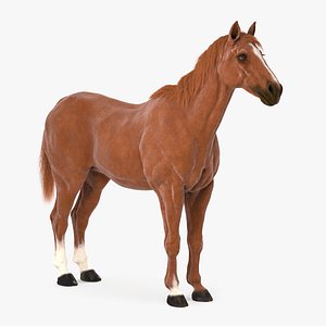 Horse Textured w Fur model