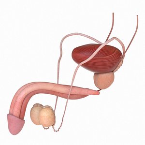 male genital model