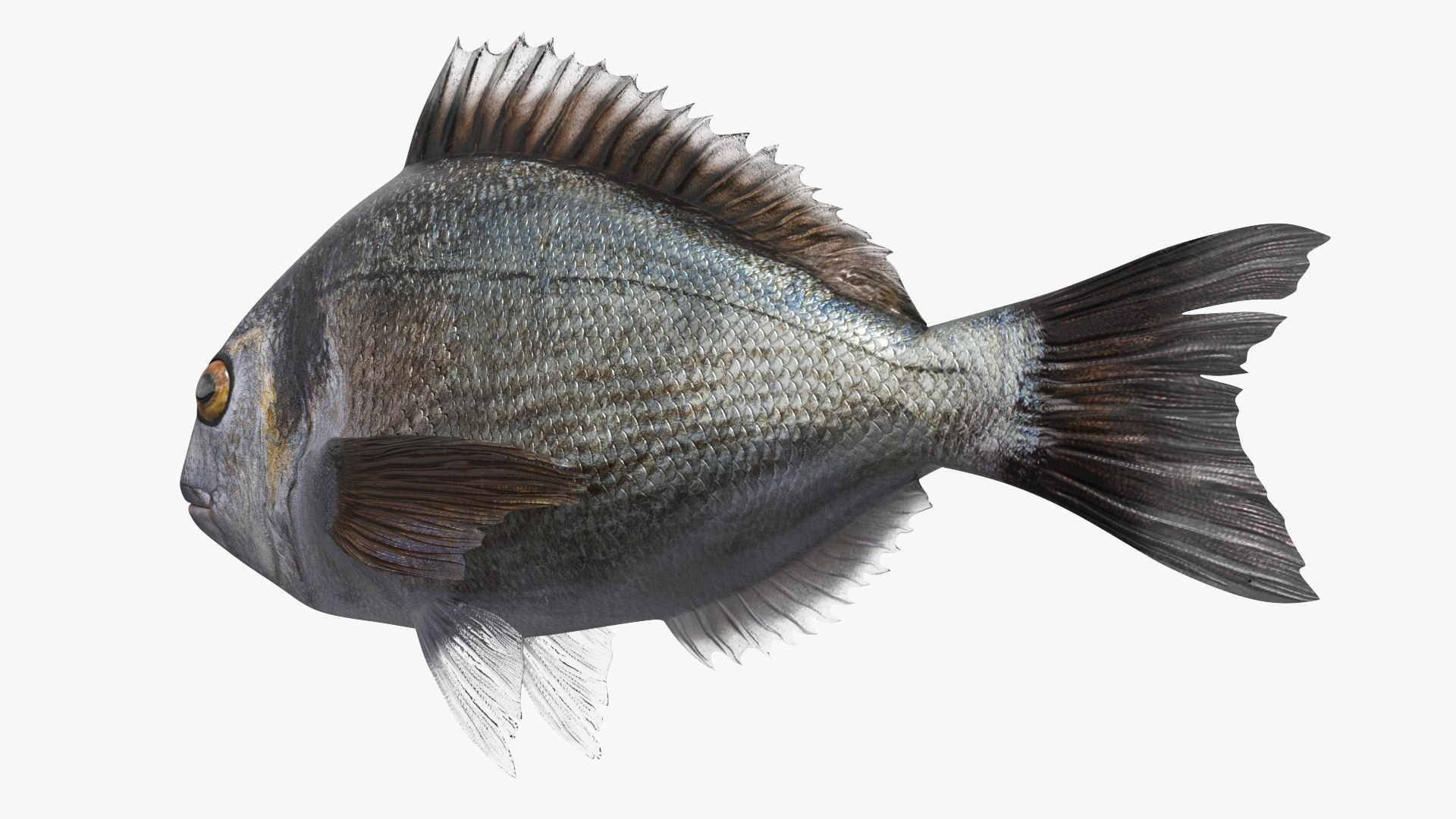 3D Dorada Marine Fish Set Animated Rigged For Maya https://p.turbosquid.com/ts-thumb/bJ/DLVHIh/Jd/dorada_marine_fish_set_animated_rigged_for_maya_005/jpg/1777368442/1920x1080/fit_q87/71131fce1a4768a2074de2947b2cbdecbcece244/dorada_marine_fish_set_animated_rigged_for_maya_005.jpg