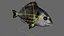 Conjunto de peixes marinhos dourados animados e com rigging para Maya