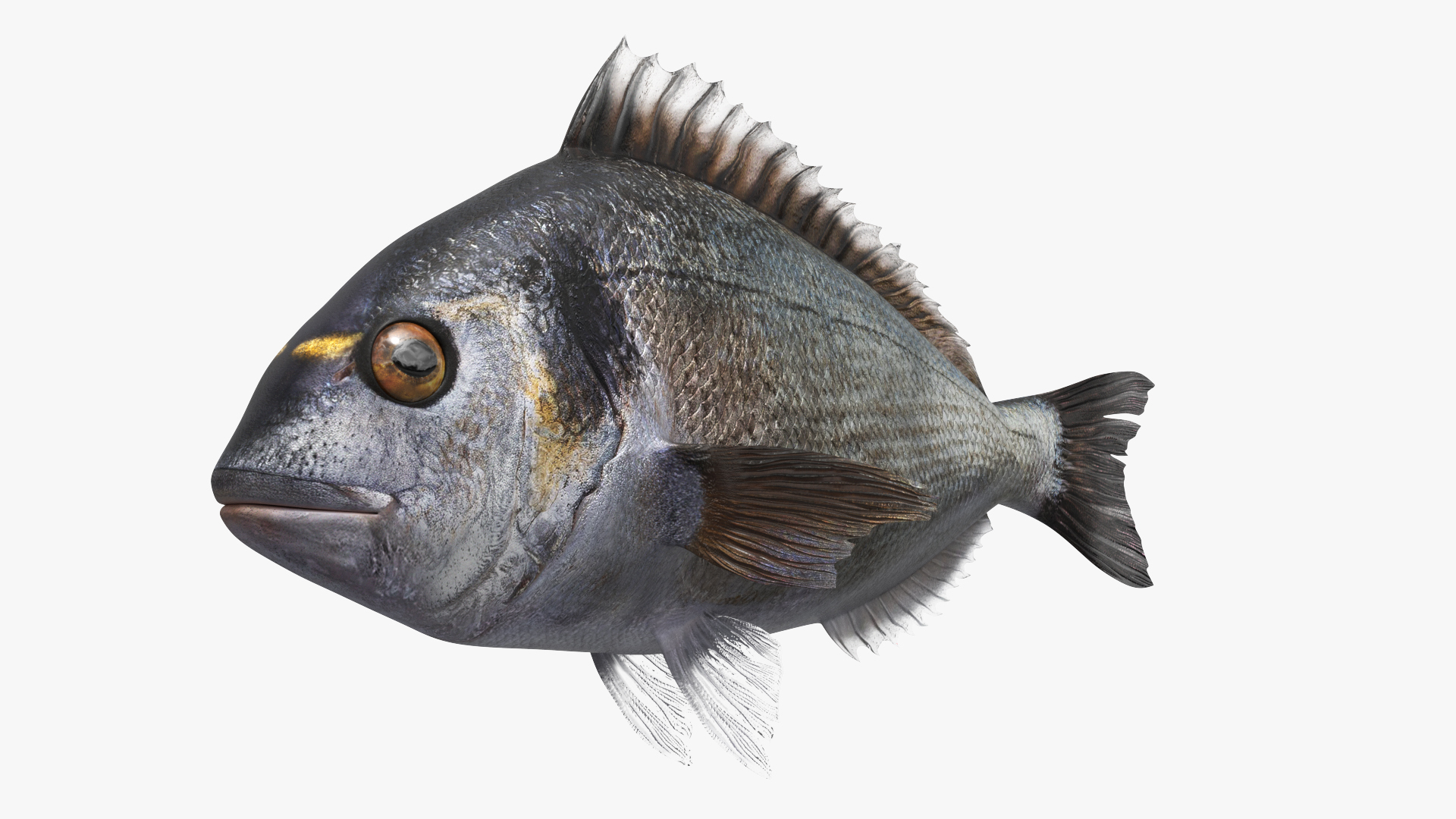3D Dorada Marine Fish Set Animated Rigged For Maya https://p.turbosquid.com/ts-thumb/bJ/DLVHIh/x0/dorada_marine_fish_set_animated_rigged_for_maya_360/jpg/1777368235/1920x1080/turn_fit_q99/6c2256870ea25a5919cfd5440070f1eb4c198fc7/dorada_marine_fish_set_animated_rigged_for_maya_360-1.jpg