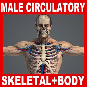 Male Circulator, Skeletal System & Body Anatomy V04 (Textured)