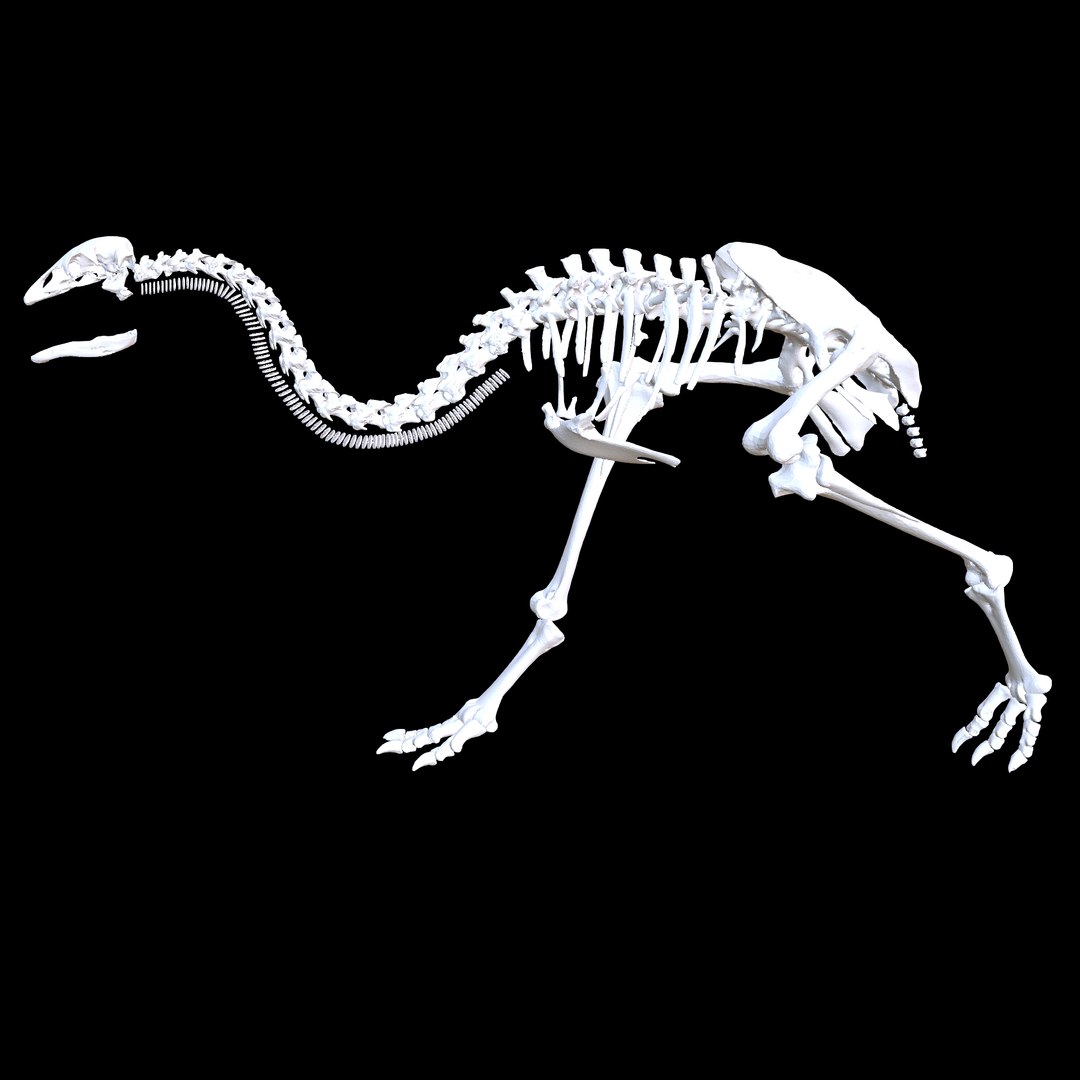 3D MOA Little Bush Moa Skeleton model https://p.turbosquid.com/ts-thumb/bJ/P2COk4/UU/978142pol/jpg/1762422327/1920x1080/fit_q87/4aea2fc80e056b6efb734d72f0c6f4b143eaa971/978142pol.jpg