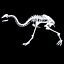 3D MOA Little Bush Moa Skeleton model