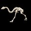 3D MOA Little Bush Moa Skeleton model