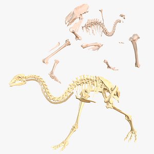 MOA Little Bush Moa Skeleton