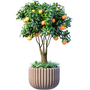 Orange Tree in potted flowerpot Ornamental Citrus Indoor plant 3D