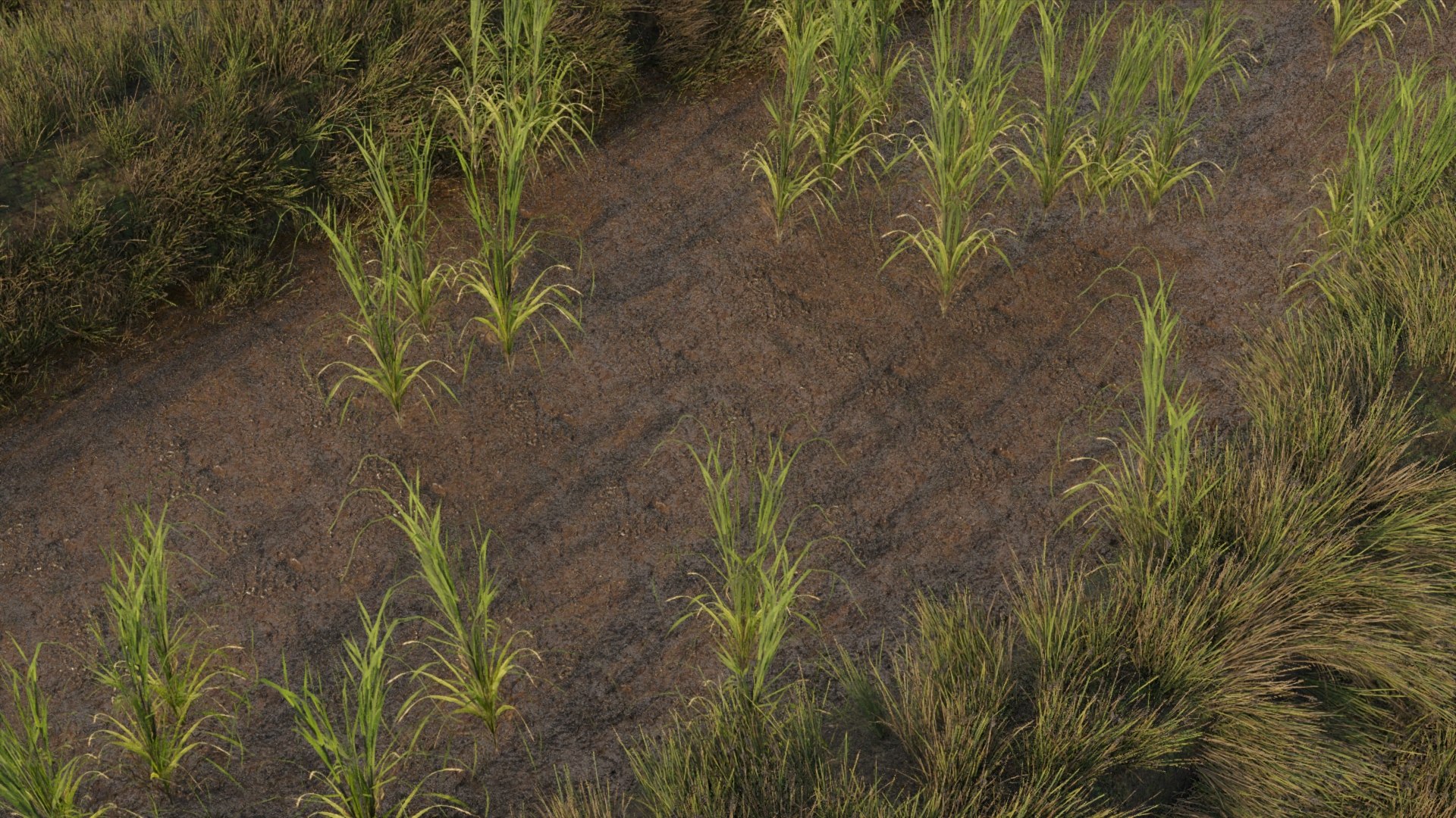 3D RICE FIELD V2 - TurboSquid 2316310