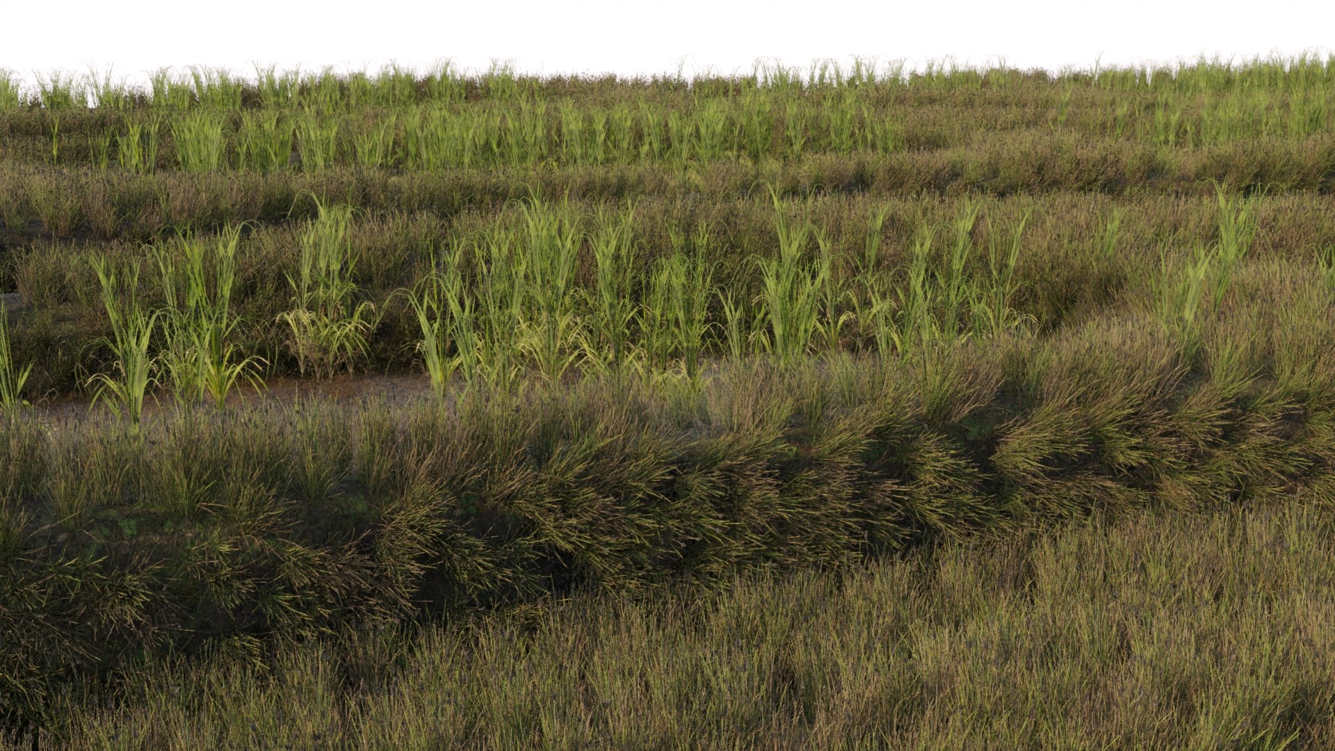 3D RICE FIELD V2 - TurboSquid 2316310