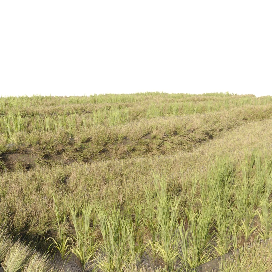 3D RICE FIELD V2 - TurboSquid 2316310