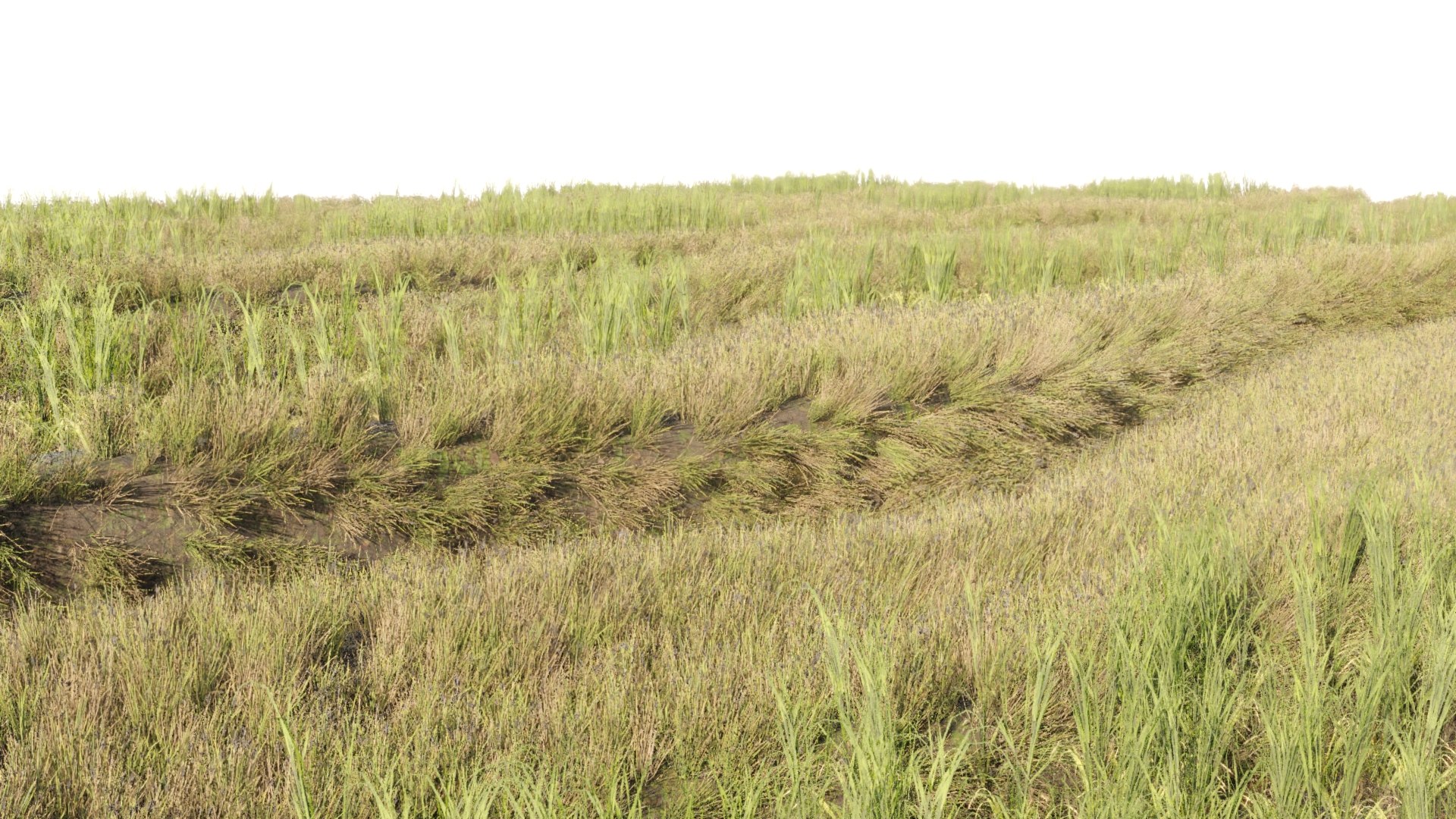 3D RICE FIELD V2 - TurboSquid 2316310