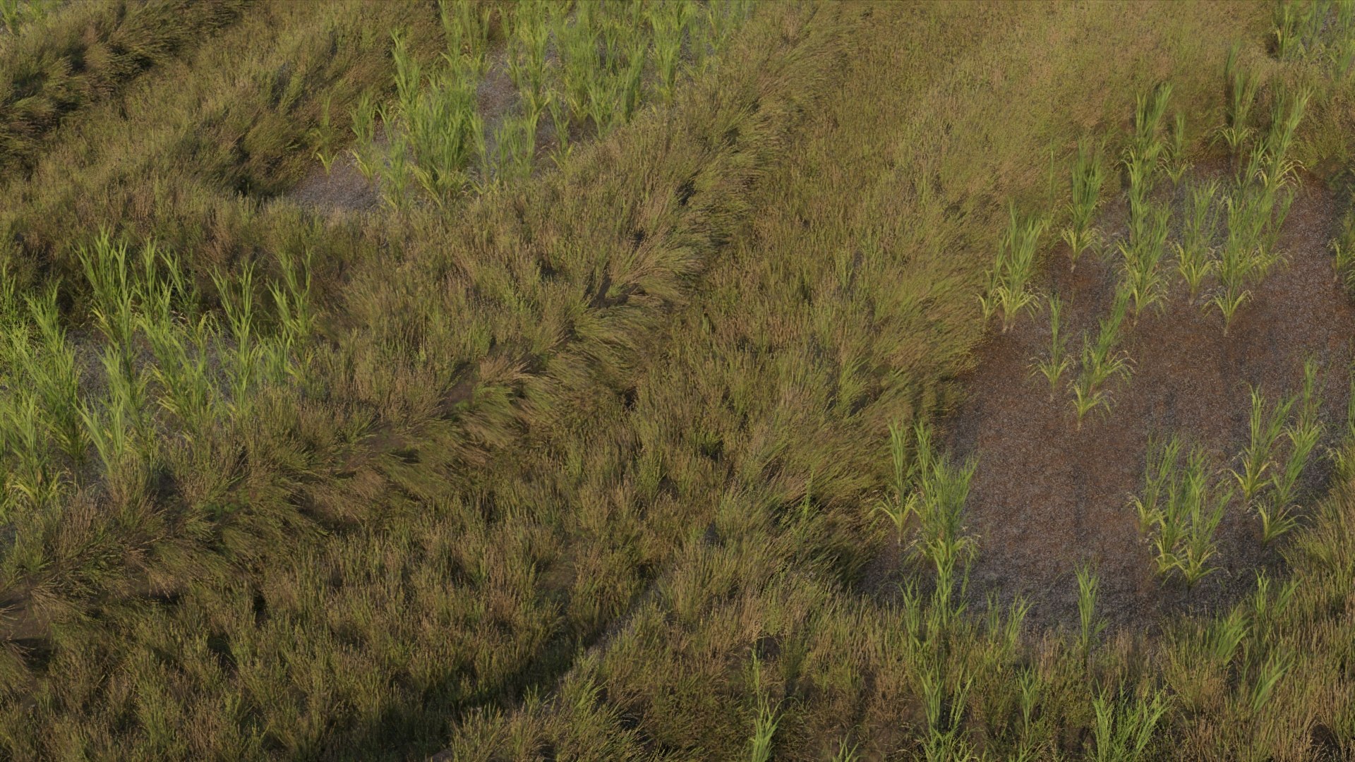 3D RICE FIELD V2 - TurboSquid 2316310