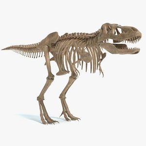 3D tyrannosaurus skeleton
