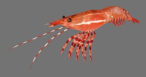 pacificprawn games 3d model