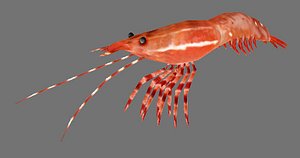 Pacificprawn