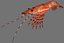 Pacificprawn