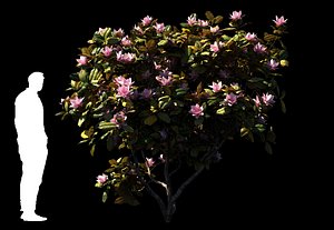 magnolia tree trunk model