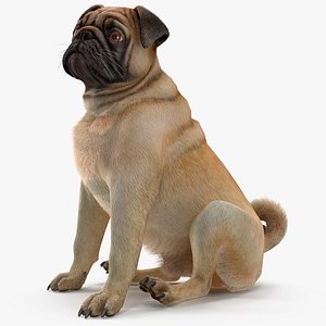 pug dog sitting pose 3D model