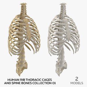 Human Rib Thoracic Cages and Spine Bones Collection 01 - 2 models model
