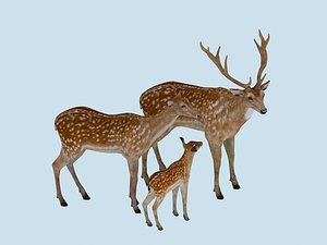 The Sika Deer Family