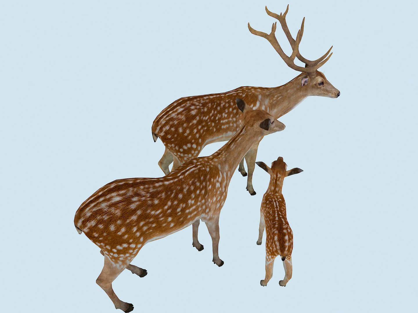 3D The Sika Deer Family https://p.turbosquid.com/ts-thumb/bJ/xGIRZ1/Sg/8/jpg/1751253760/1920x1080/fit_q87/e93d6522062478fa9e1cd64e806ef05702445b83/8.jpg