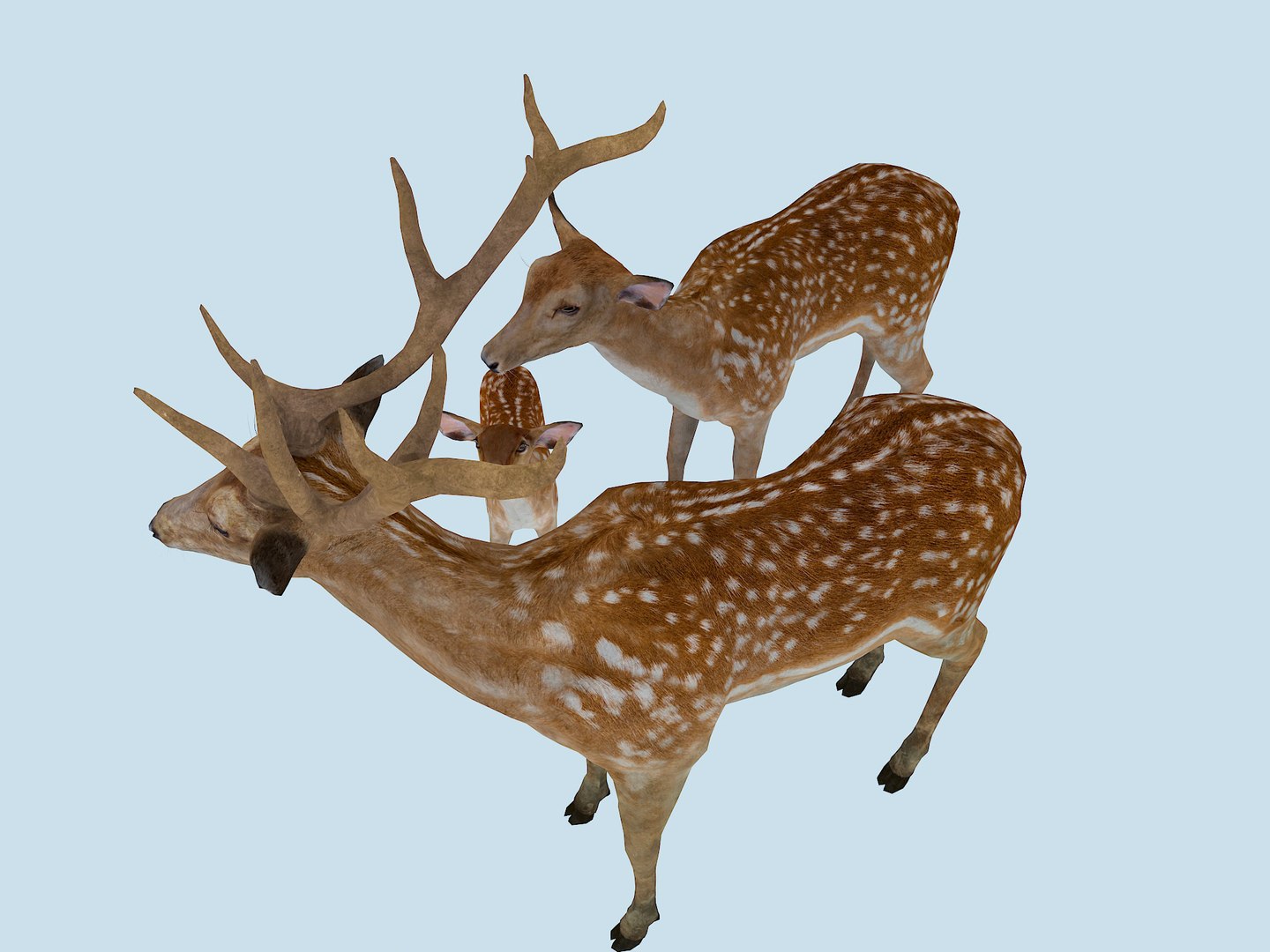 3D The Sika Deer Family https://p.turbosquid.com/ts-thumb/bJ/xGIRZ1/YH/3/jpg/1751253764/1920x1080/fit_q87/9cf9edec3bbde2f82264d0e0bce4948180ba9b5d/3.jpg