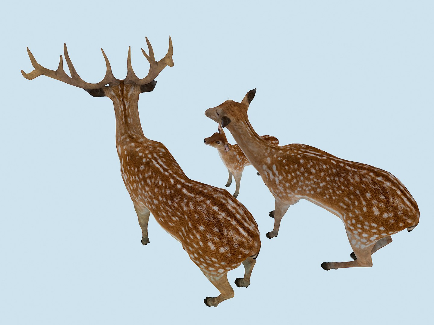 3D The Sika Deer Family https://p.turbosquid.com/ts-thumb/bJ/xGIRZ1/ZB/7/jpg/1751253764/1920x1080/fit_q87/494870dd8098c07ebdd0852a18844a9f88e7ad24/7.jpg