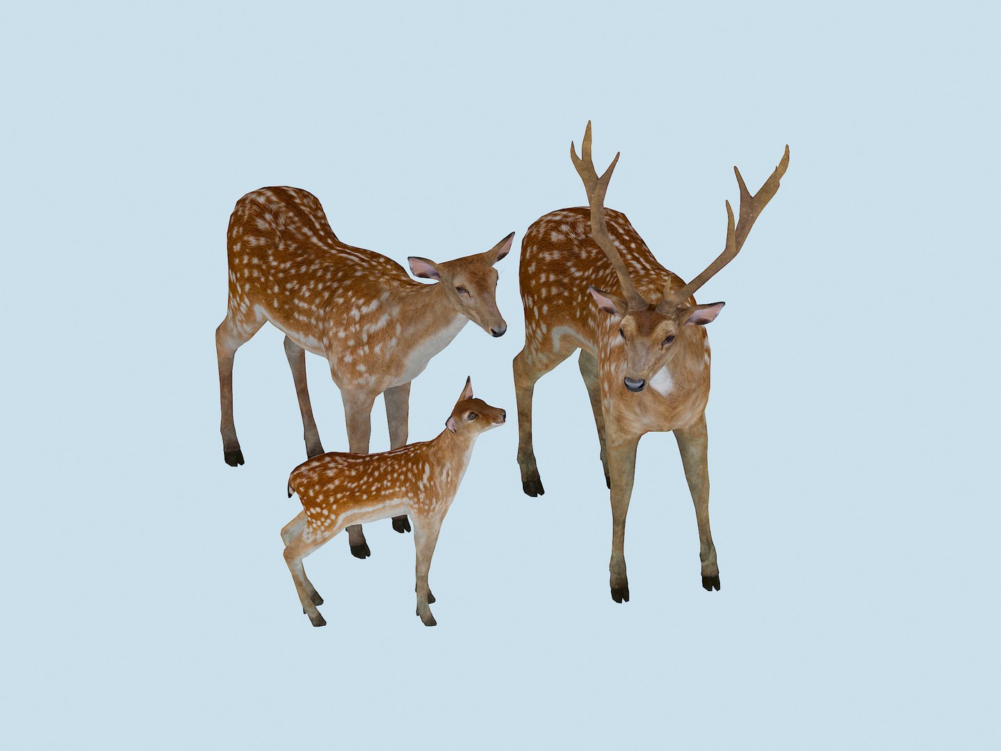 3D The Sika Deer Family https://p.turbosquid.com/ts-thumb/bJ/xGIRZ1/xF/2/jpg/1751253758/1920x1080/fit_q87/17e9b8514aca2a3b5c24ccccf4c4f2cfff9f03c8/2.jpg