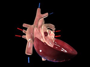 blood heart 3d max