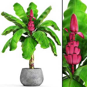 musa velutina palm banana fruit model