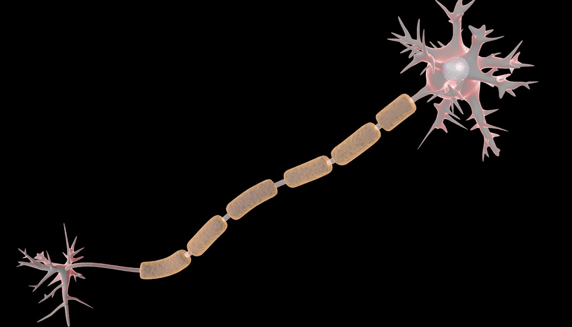 C4d Neuron Nerve