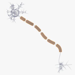 Neuron Or Nerve Cel
