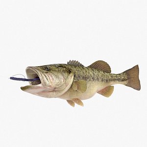 spotted bass 3D model