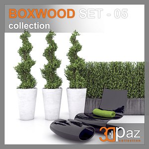 boxwood model