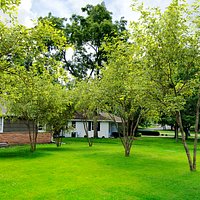 Amelanchier