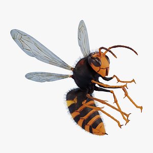 Asian Giant Hornet Rigged