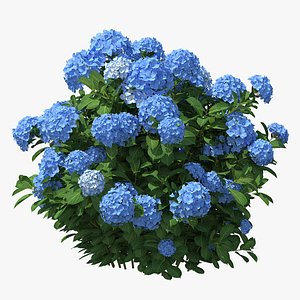 3D hydrangea macrophylla nikko blue