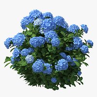 Hydrangea Macrophylla Nikko Blue Bush