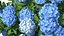 Hydrangea Macrophylla Nikko Blue Bush