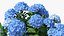 Hydrangea Macrophylla Nikko Blue Bush