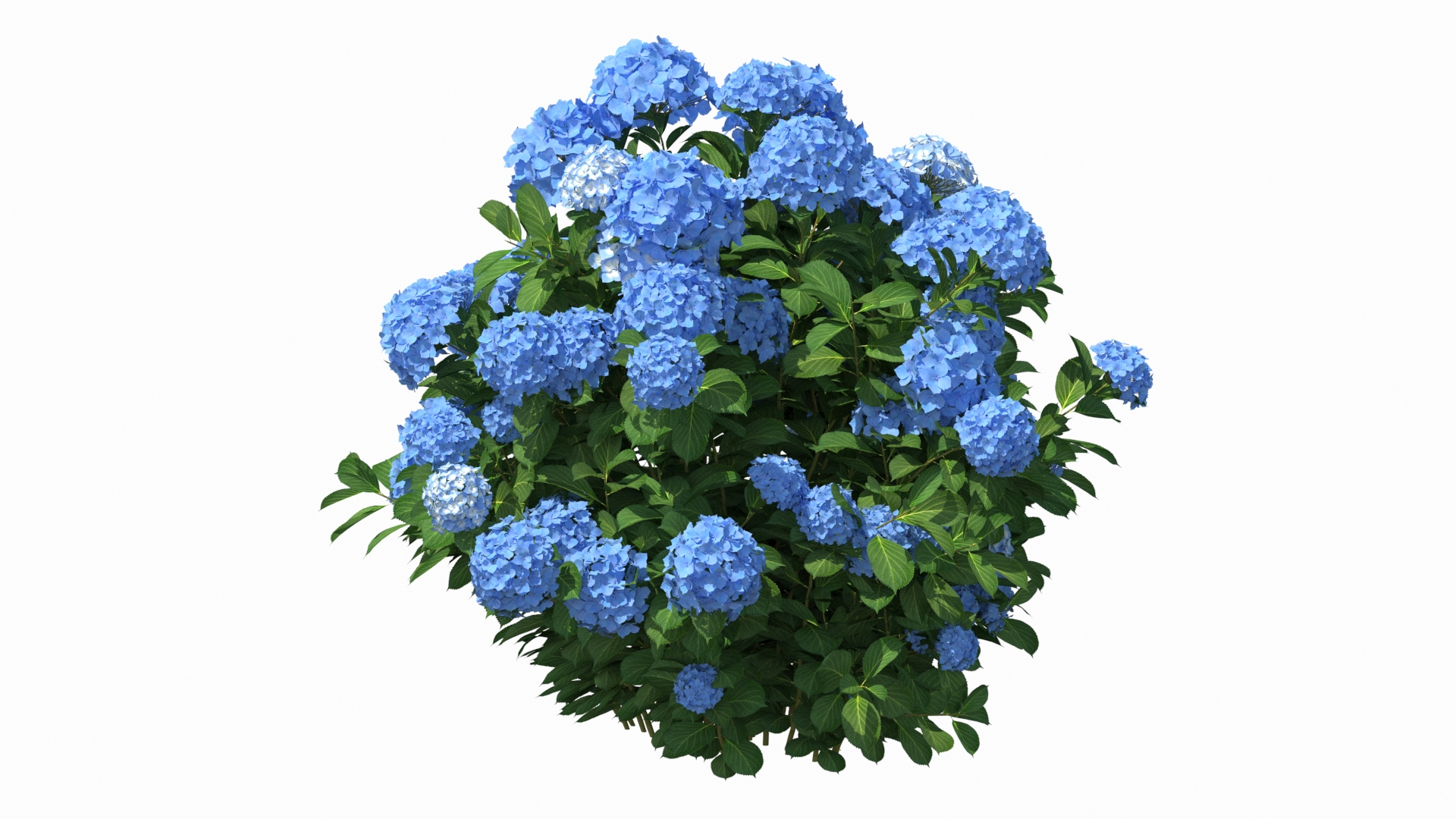3D hydrangea macrophylla nikko blue https://p.turbosquid.com/ts-thumb/bK/QZ88sC/qCMUv9U3/hydrangea_macrophylla_nikko_blue_bush_360/jpg/1597172250/1920x1080/turn_fit_q99/4e9d004c879426ca6f9bf883d9f9f9f6d49054c7/hydrangea_macrophylla_nikko_blue_bush_360-1.jpg