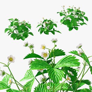 3D Garden Strawberry Plant Flower Set