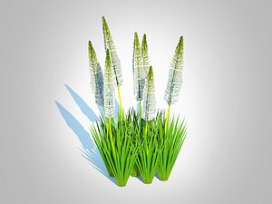 3D Eremurus - Foxtail LilyWhite