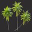 3D model Coconut palm