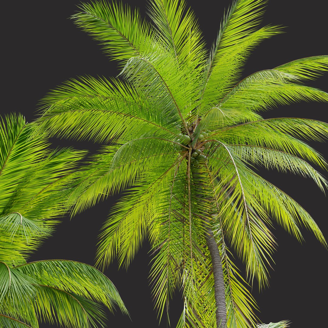 3D model Coconut palm https://p.turbosquid.com/ts-thumb/bK/pPfZdR/TN/preview2cpt/jpg/1660369465/1920x1080/fit_q87/b9e539ec6b4d214a875800a43f0d722ed54d623b/preview2cpt.jpg